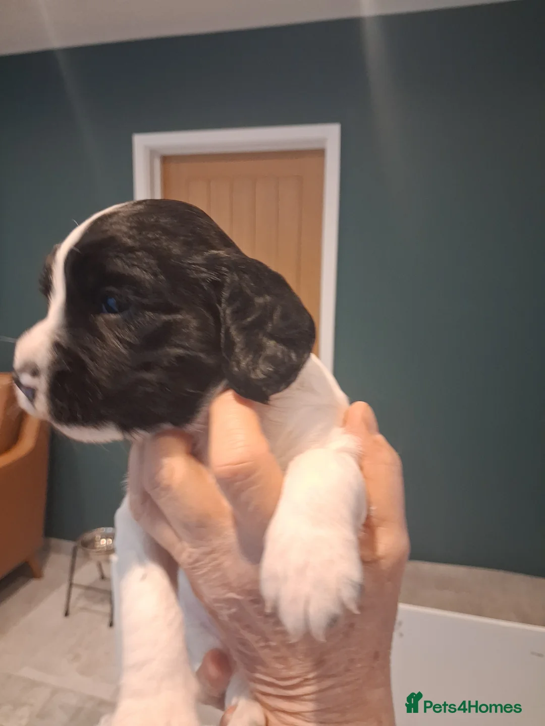 English Springer Spaniel dogs for sale: Pedigree English Springer Spaniel Puppies in Nottingham - Advert 6