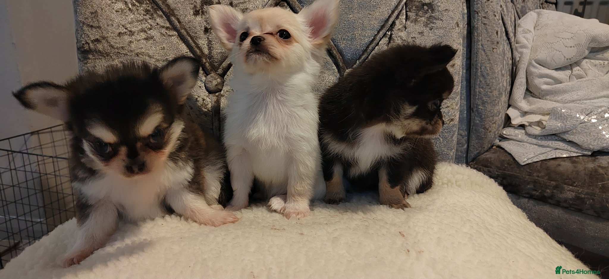 Chihuahua dogs Very rare long chihuahua for sale  - Advert 5