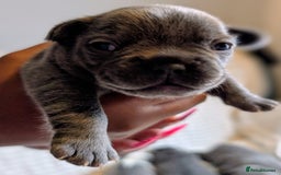 French Bulldog dogs for sale: Frenchie puppies  - Image 4