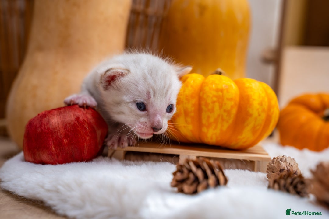 Bengal cats for sale: Pure Snow Bengals-TICA champions pedigree-Stunning - Image 21