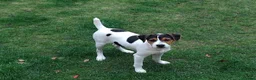 Mixed Breed dogs for sale: Parson Jack Russell Hybrid  - Advert 2