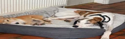 Mixed Breed dogs for sale: Goose - Advert 8