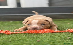 Staffordshire Bull Terrier dogs for sale: Ready now !! - Image 10