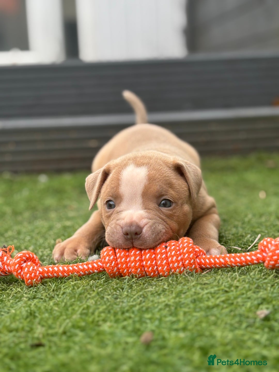 Staffordshire Bull Terrier dogs for sale: Ready now !! - Image 10