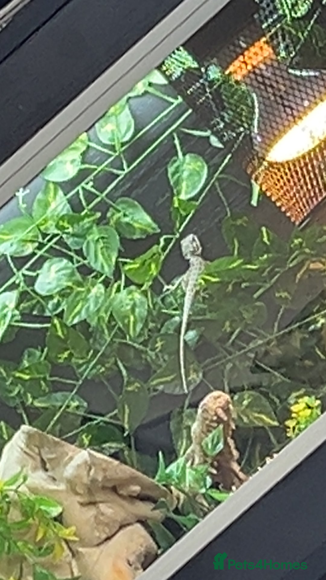 Bearded Dragon reptiles for sale: Bearded dragon and full set up - Advert 8