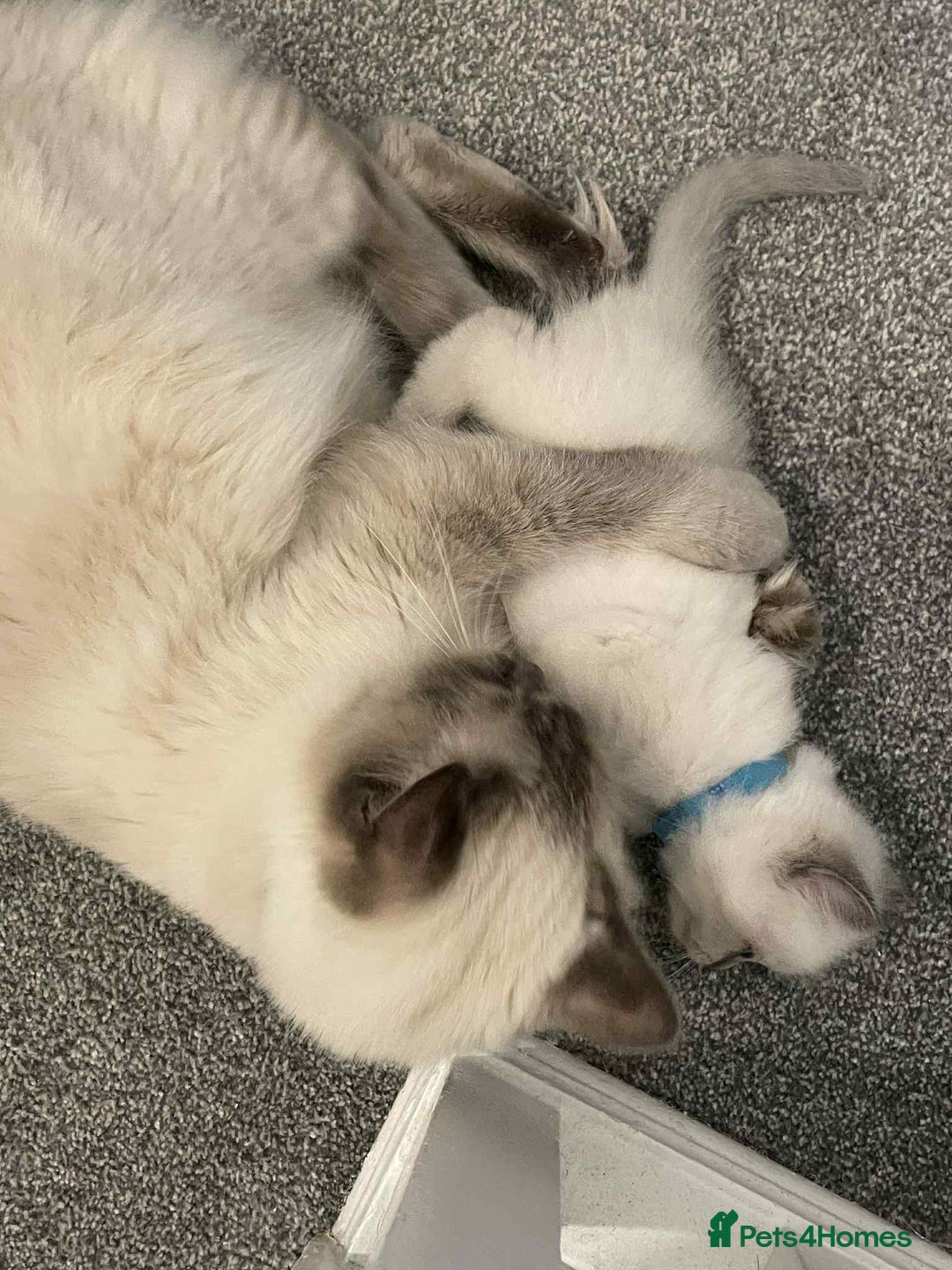 Ragdoll cats for sale: Ragdoll kittens 1 MALE LEFT  - Advert 7