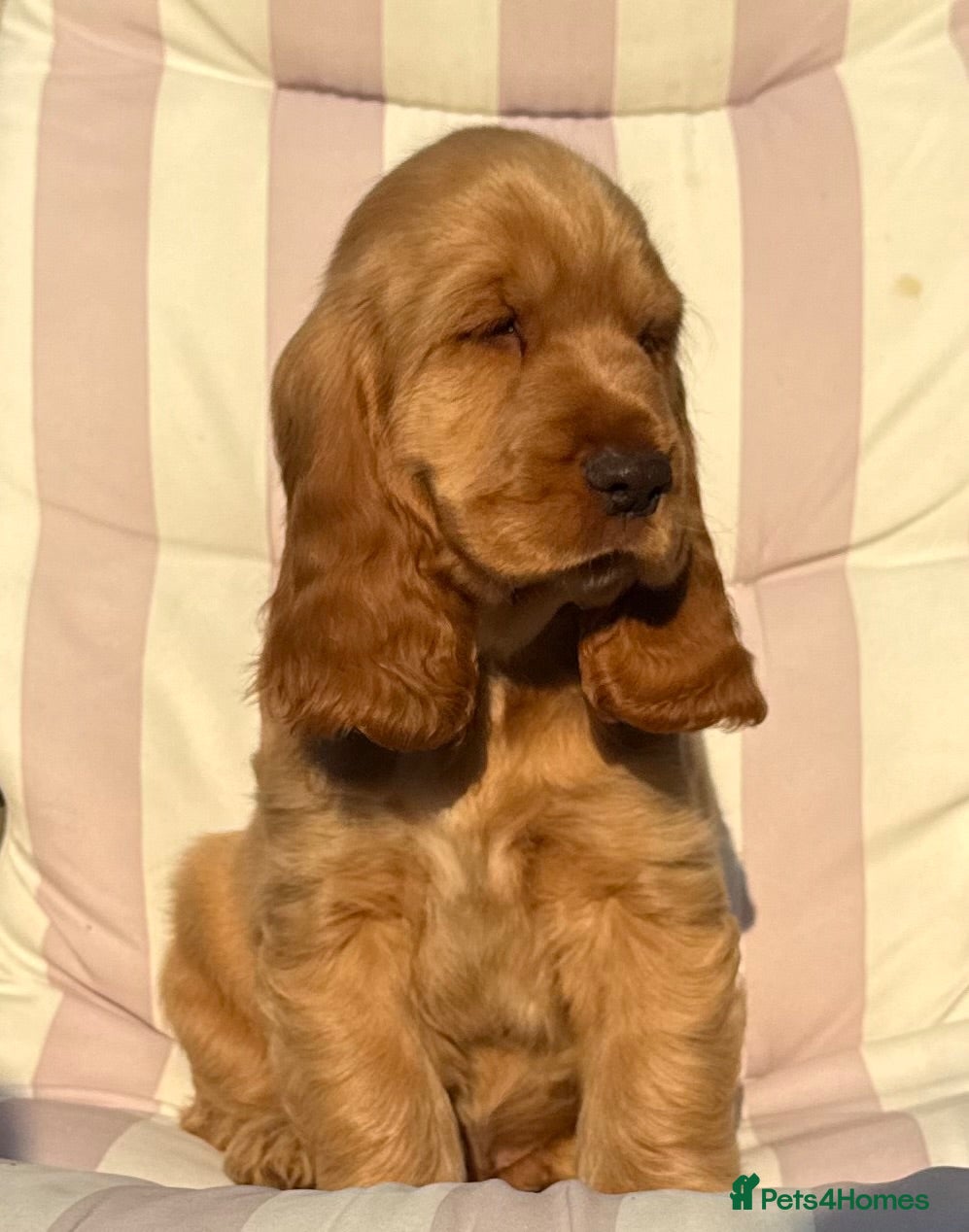 Cocker Spaniel dogs Quality Simbawood Lines TRUE Show Type Cocker  - Advert 16