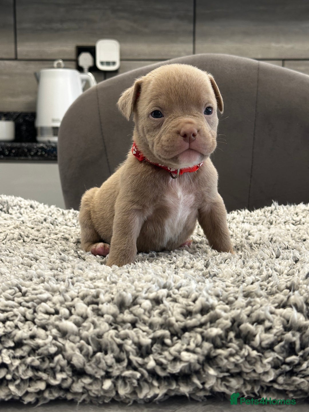 American Bully dogs for sale: ABKC POCKET/MICRO BULLY PUPPIES IMPORT BLOODLINES - Advert 5
