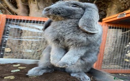French Lop rabbits for sale:  Lilac French Lop for Rehoming  - Image 4