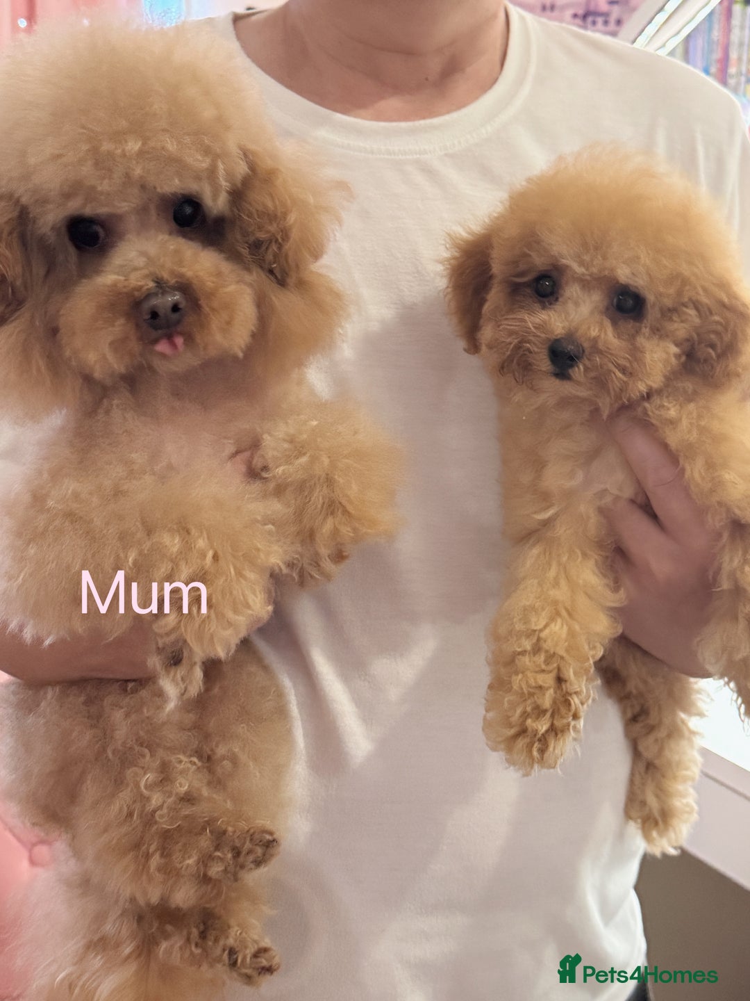 Toy Poodle dogs for sale: Asian Tiny Toy Poodle girl - Image 6