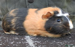 Guinea Pig rodents for sale: Pretty female guinea pigs for sale - Image 1