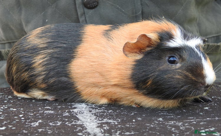 Guinea Pig rodents - Advert 2