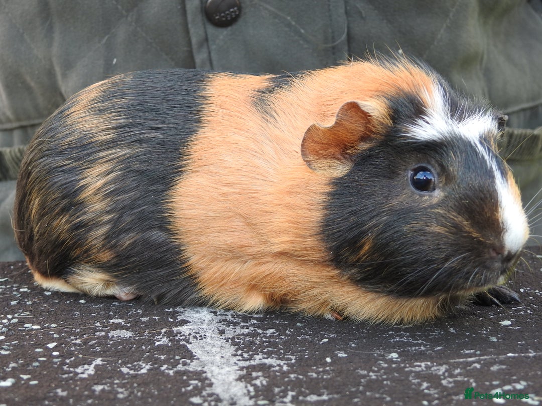 Guinea Pig rodents for sale: Pretty female guinea pigs for sale - Image 1