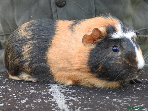 Guinea Pig rodents - Advert 9