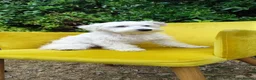 Miniature Schnauzer dogs for sale: *2 left* KC Reg White Miniature Schnauzer Puppies - Advert 7