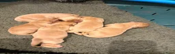 Labrador Retriever dogs for sale: Gorgeous Fox Red Labrador Puppies - KC Reg. - Advert 8