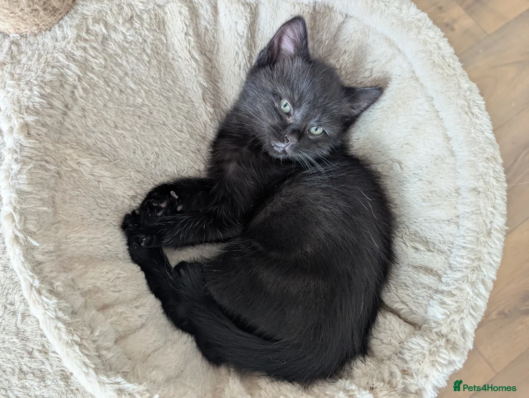 Mixed Breed cats for sale: Last kitten remaining  - Advert 1