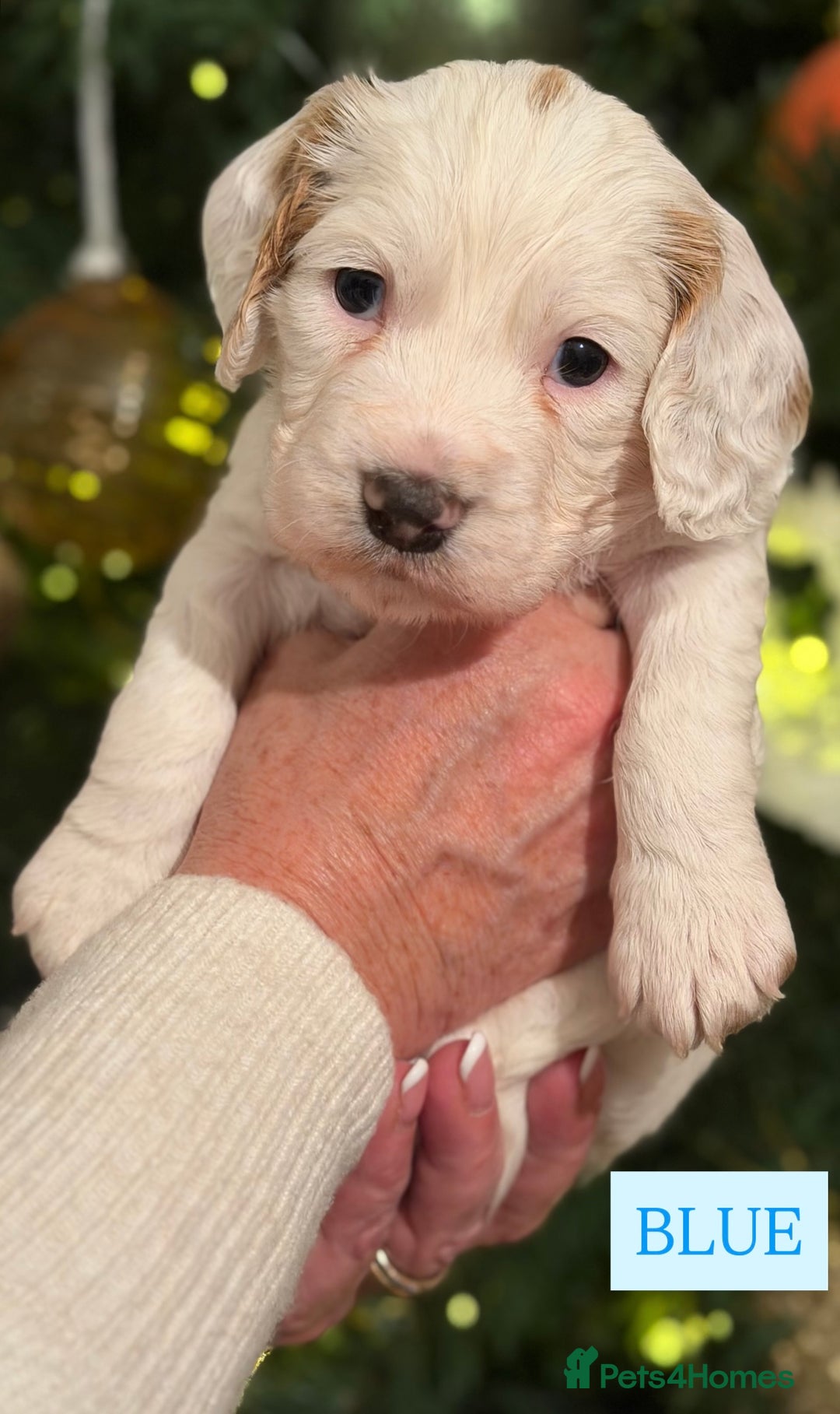 Cocker Spaniel dogs for sale: Cocker Spaniel Puppies - Advert 5