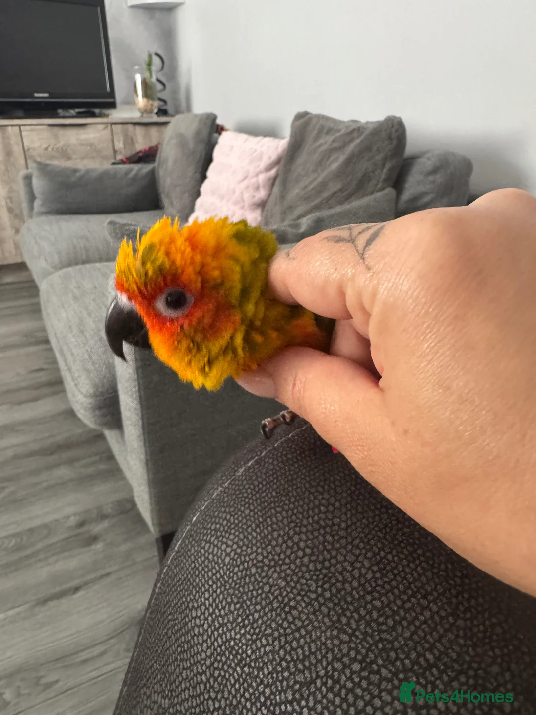 Conures birds for sale: Hand reared Sun conure in Wisbech - Advert 2