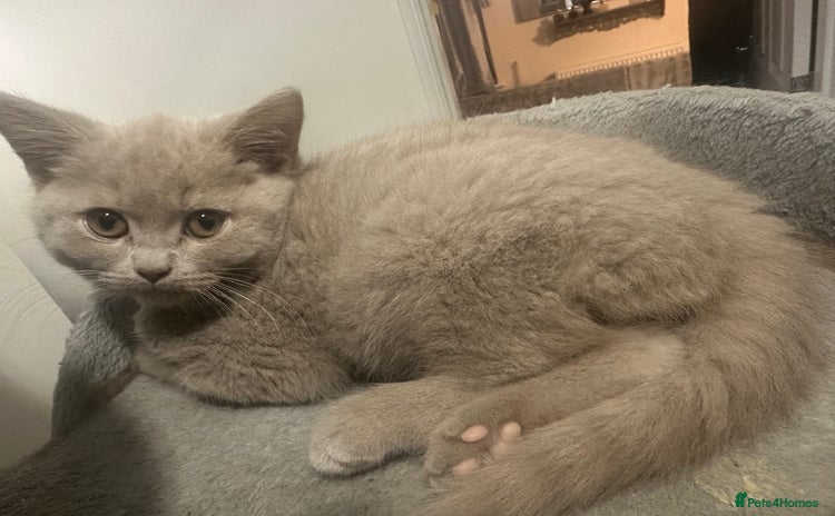 British Shorthair cats - Advert 15