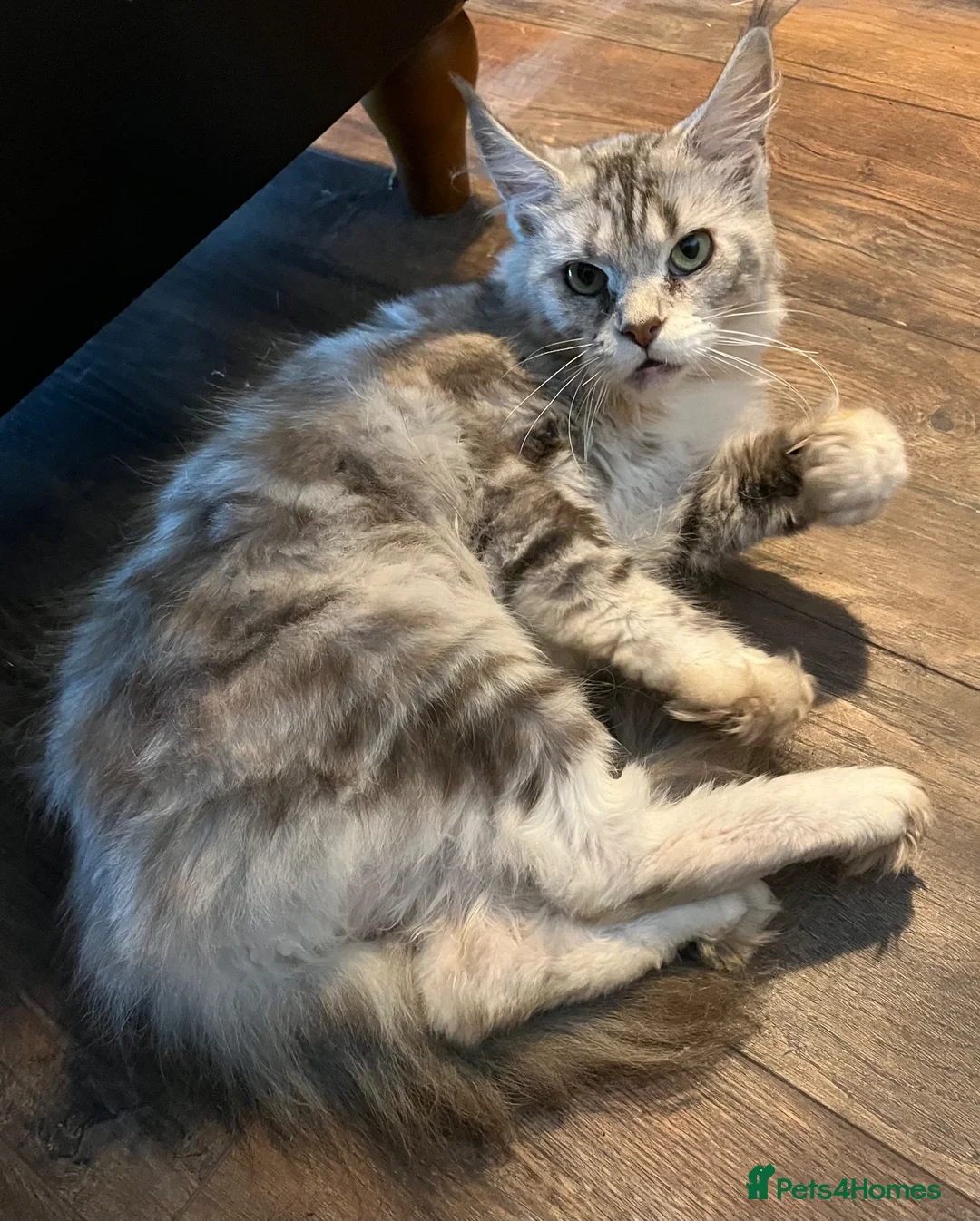 Maine Coon cats for sale: Pure Maine Coon Female - Advert 1