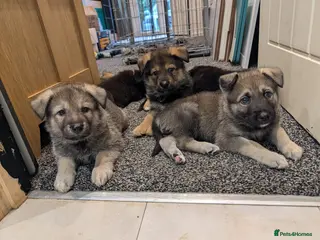 Mixed Breed dogs Akita x German shepherd chunky puppies - Advert 8