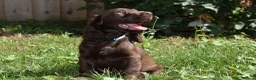 Cocker Spaniel dogs for sale: Ready Now Kc Reg Show Type Cocker Spaniel  - Advert 6