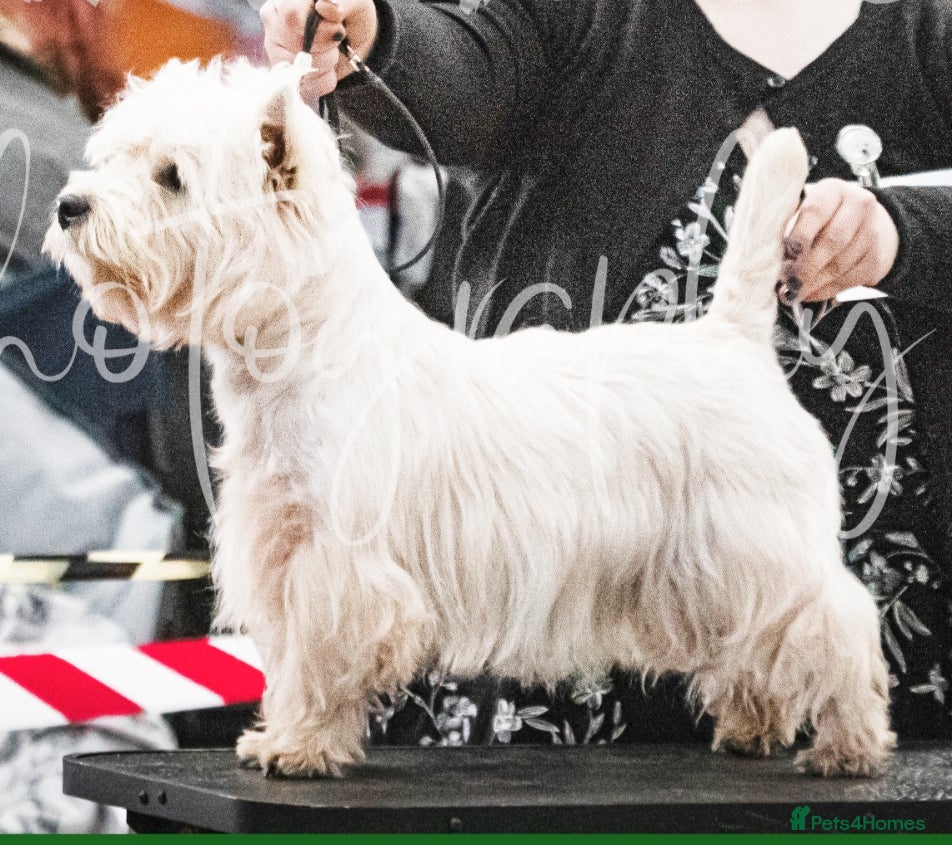 West Highland Terrier dogs * stud only* KC Stunning west highland terrier in Swansea - Advert 1