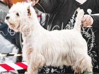 West Highland Terrier dogs in Swansea - Advert 10