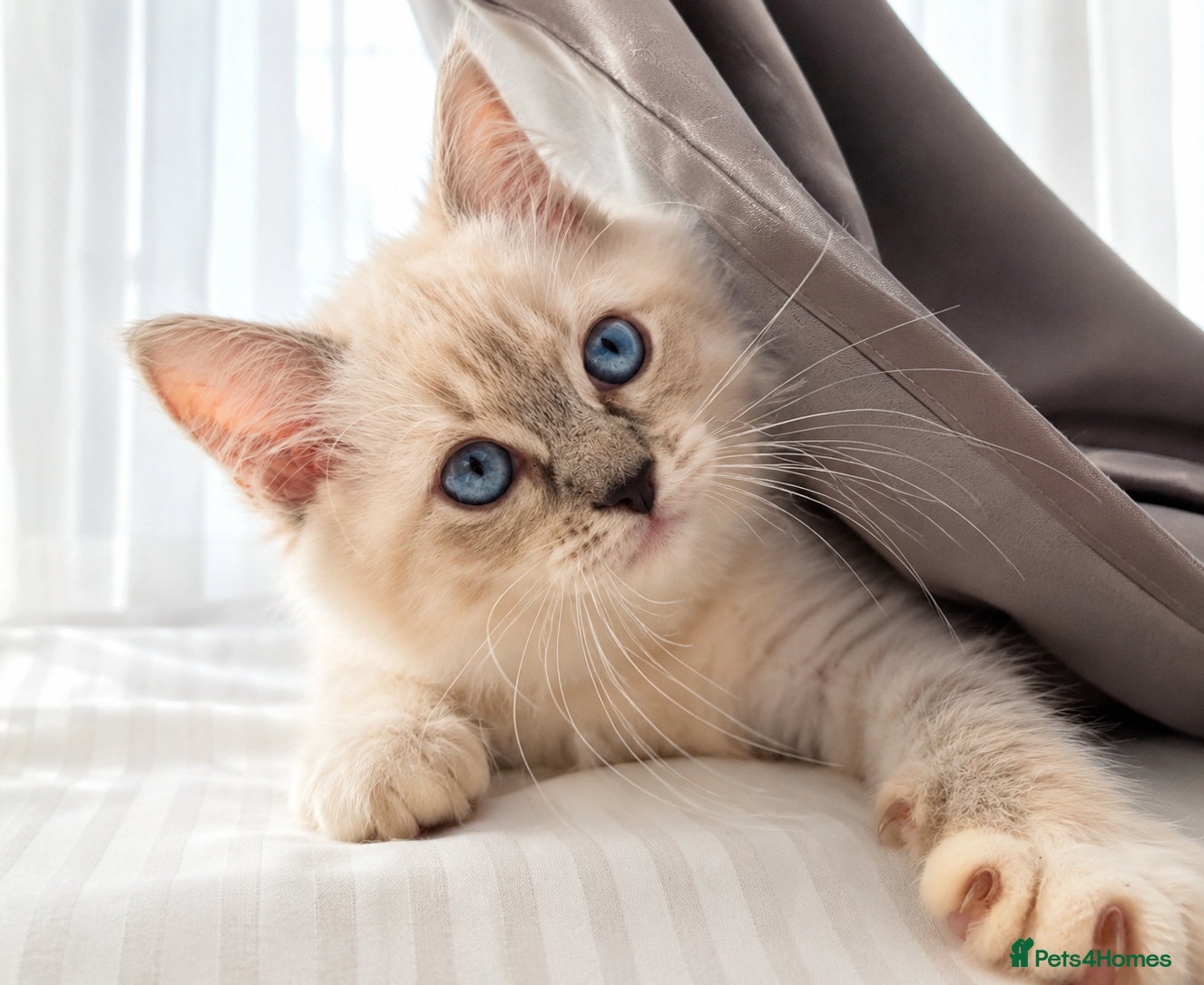 Ragdoll cats ✨ Exceptional FIFe Ragdoll Kittens ✨ - Advert 14