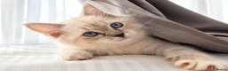 Ragdoll cats for sale: 👑Grand Champion Bloodlines Ragdoll Kittens👑 - Advert 4