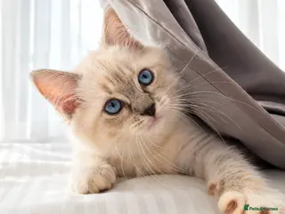 Ragdoll cats ✨ Exceptional FIFe Ragdoll Kittens ✨ - Advert 14