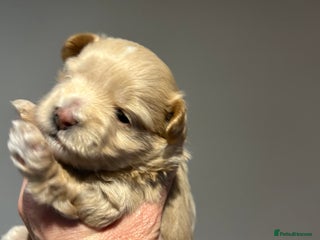 Maltipoo dogs Teeny tiny maltipoo babies 🧸 - Advert 6