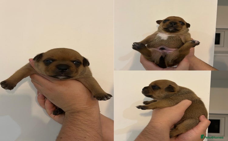 Staffordshire Bull Terrier dogs - Advert 9