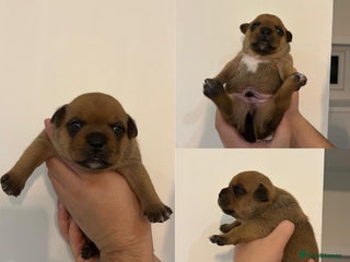 Staffordshire Bull Terrier dogs - Advert 2