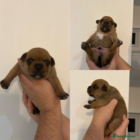 Staffordshire Bull Terrier dogs - Advert 11