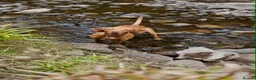 Hungarian Vizsla dogs for stud: Proven Hungarian Viszla Stud - Strong litter of 7 in Chester-le-Street - Advert 9