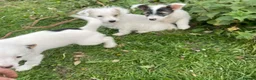 Jack Russell dogs for sale: Jack Russell  - Advert 7