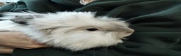 Lionhead rabbits for sale: Free Fluffy Double Mained Lionhead Girl - Advert 3
