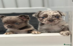 French Bulldog dogs for sale: French bulldog payment plans available  - Image 2
