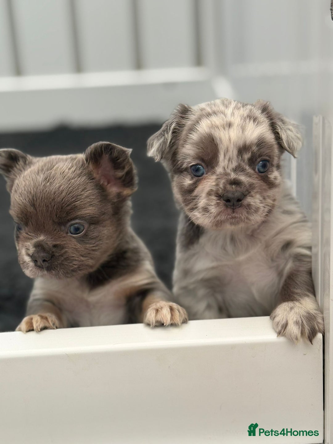 French Bulldog dogs for sale: French bulldog payment plans available  - Image 2