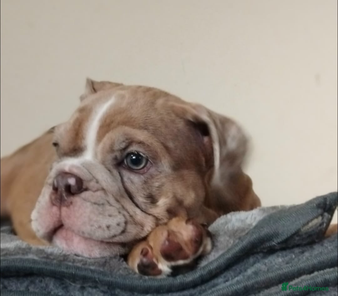 English Bulldog dogs for sale: Last English Bulldog Female - Image 8