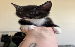 British Shorthair cats for sale: Cute moggie  - Image 1