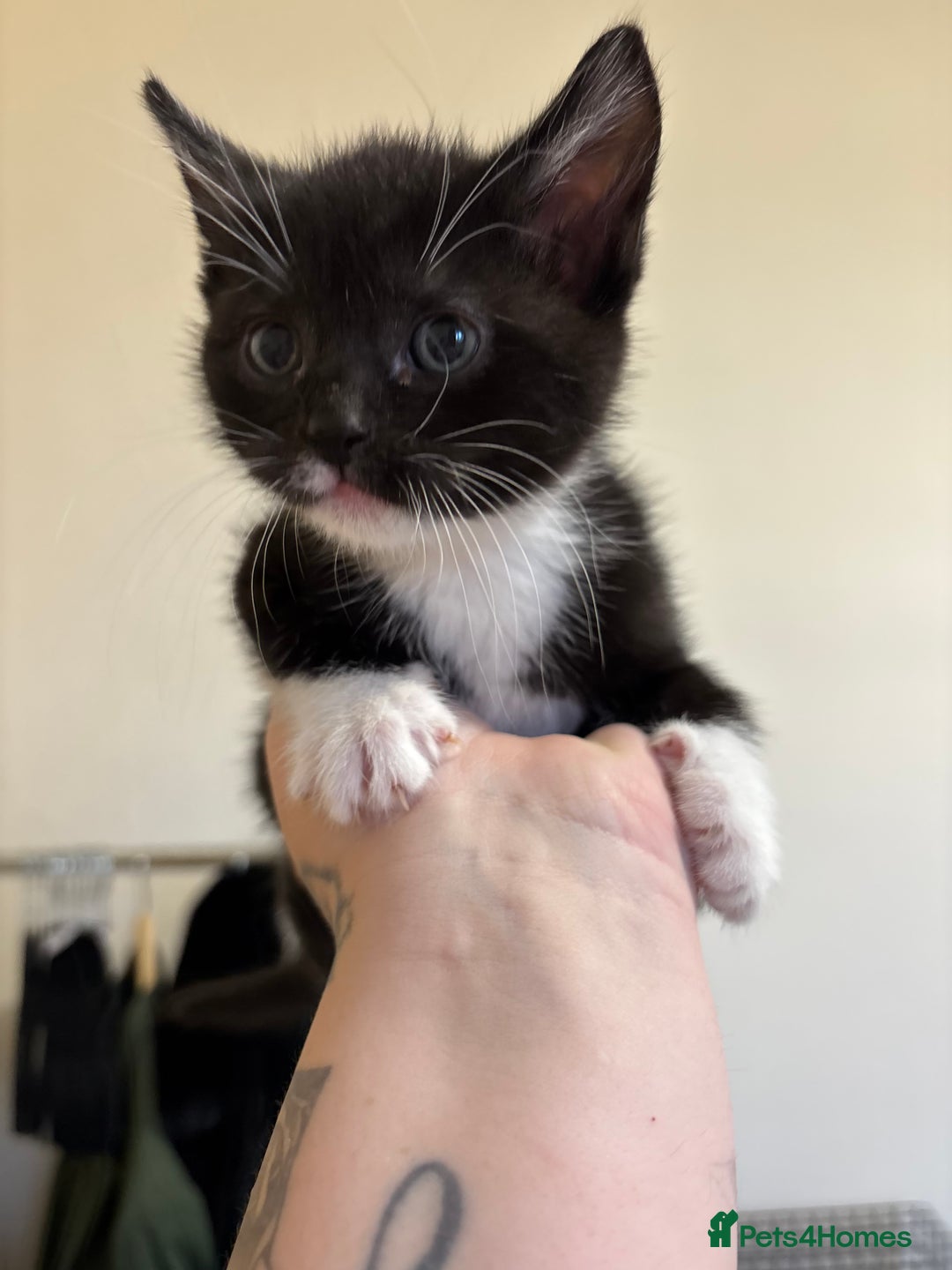 British Shorthair cats for sale: Cute moggie  - Image 1