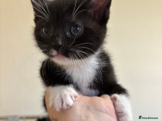 British Shorthair cats Cute moggie - Advert 4