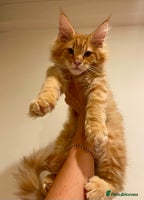 Maine Coon cats Maine Coon XXXL - Advert 10