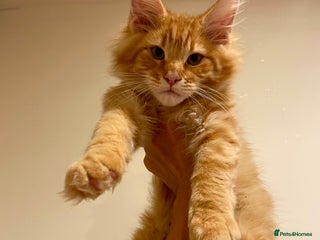 Maine Coon cats Maine Coon XXXL - Advert 2