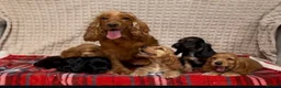 Cocker Spaniel dogs for sale: STUNNING COCKER SPANIEL PUPPIES  - Advert 8