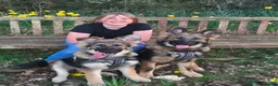 German Shepherd dogs for sale: 2 German shepherds one male one female in Sevenoaks - Advert 8