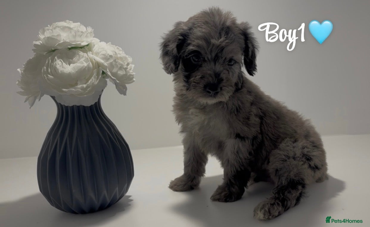 Cockapoo dogs Cockapoo puppies  - Advert 18